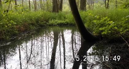 Ferien in wald-und wassereicher Umgebung - fernnab von Streß und Hektik