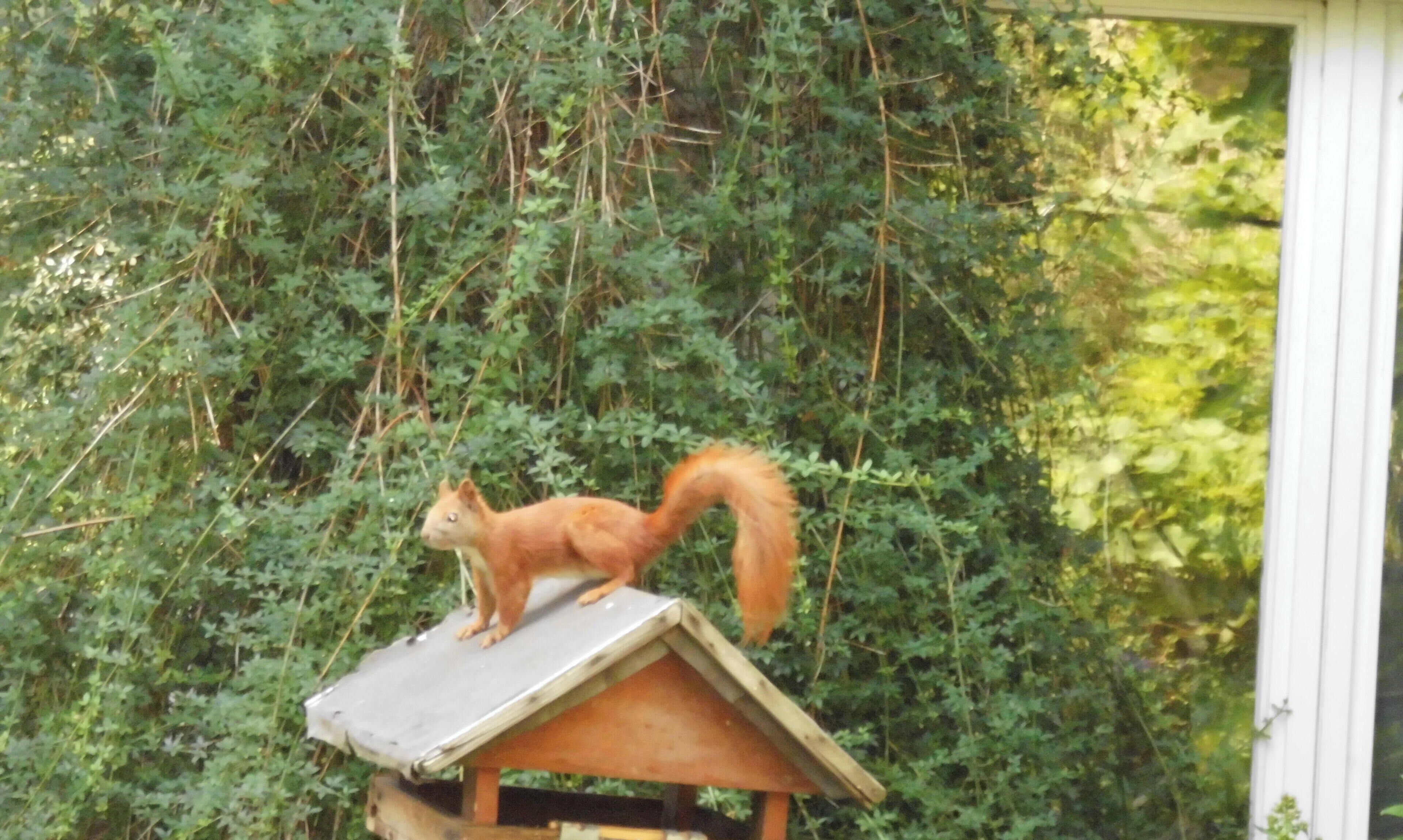 Un écureuil sur une nichée à oiseaux en bois.
