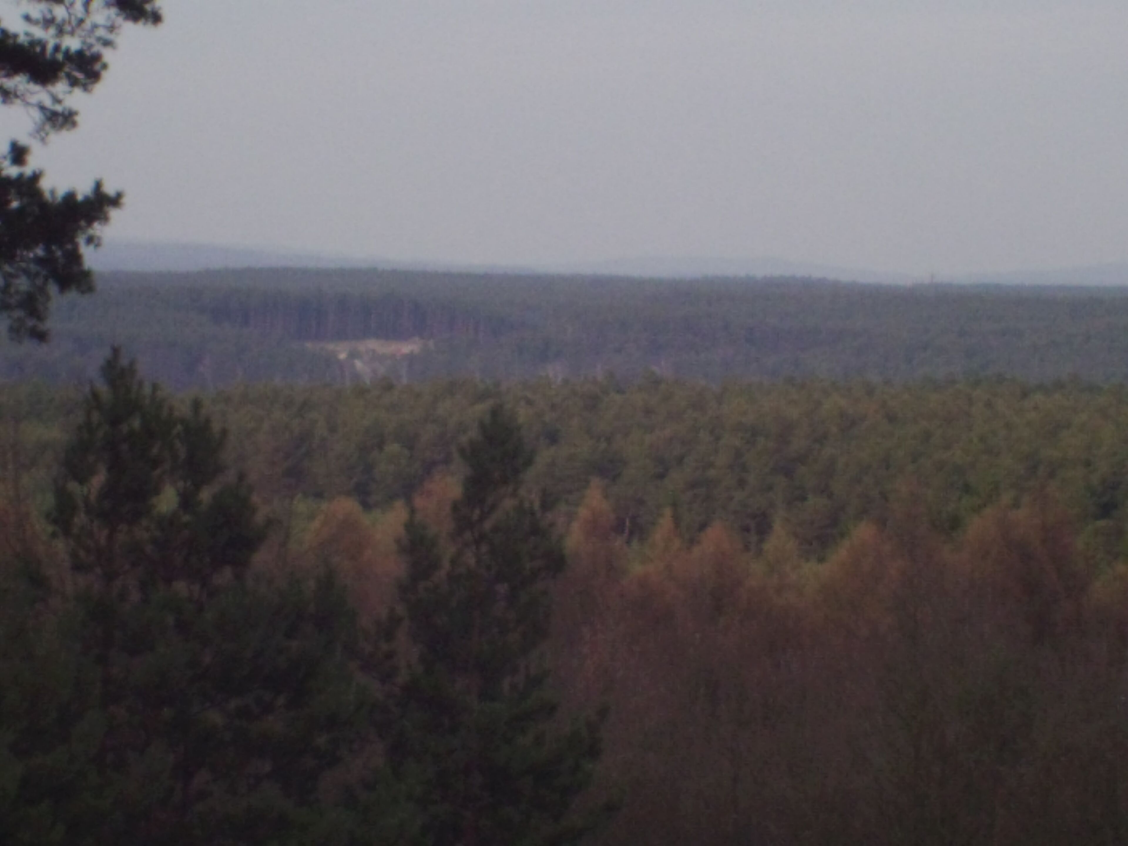 A forested landscape with a distant view of a building.