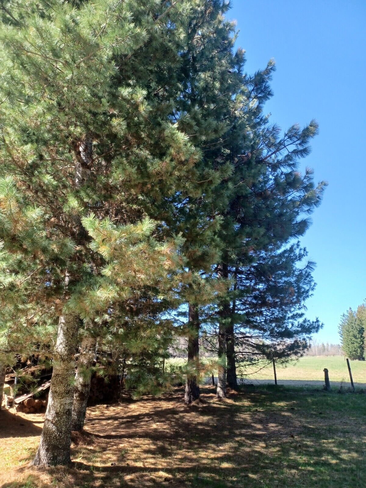 A grove of tall pine trees with a clear blue sky in the background.