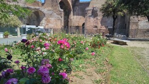 A garden with blooming roses and a historic stone structure in the background.