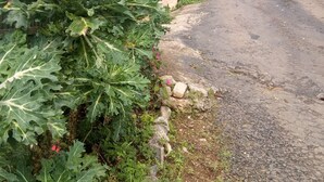 En landsväg med en grusgång, ett trästaket och frodig grönska.