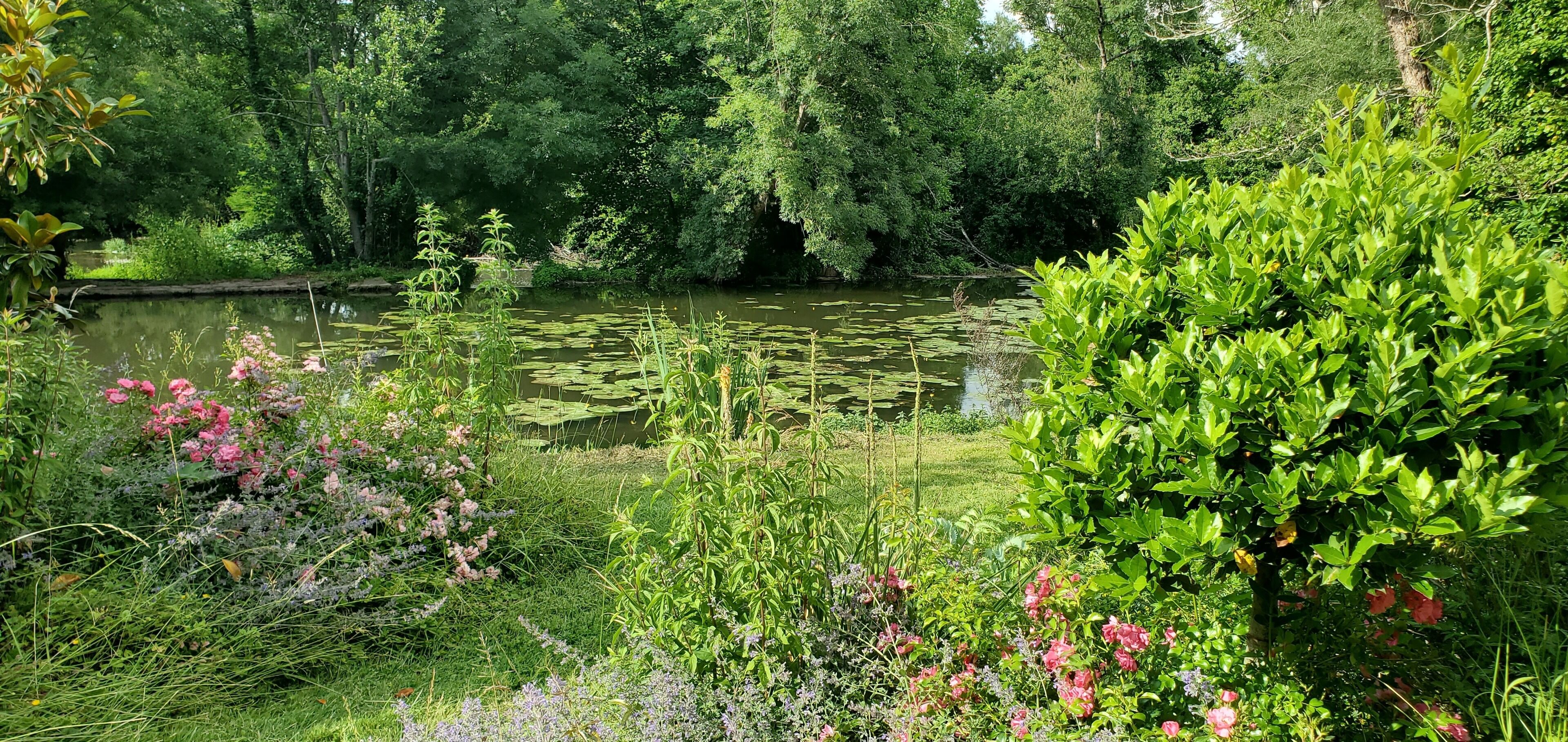 Een rustige tuin met een vijver, weelderige begroeiing en diverse bloeiende planten.