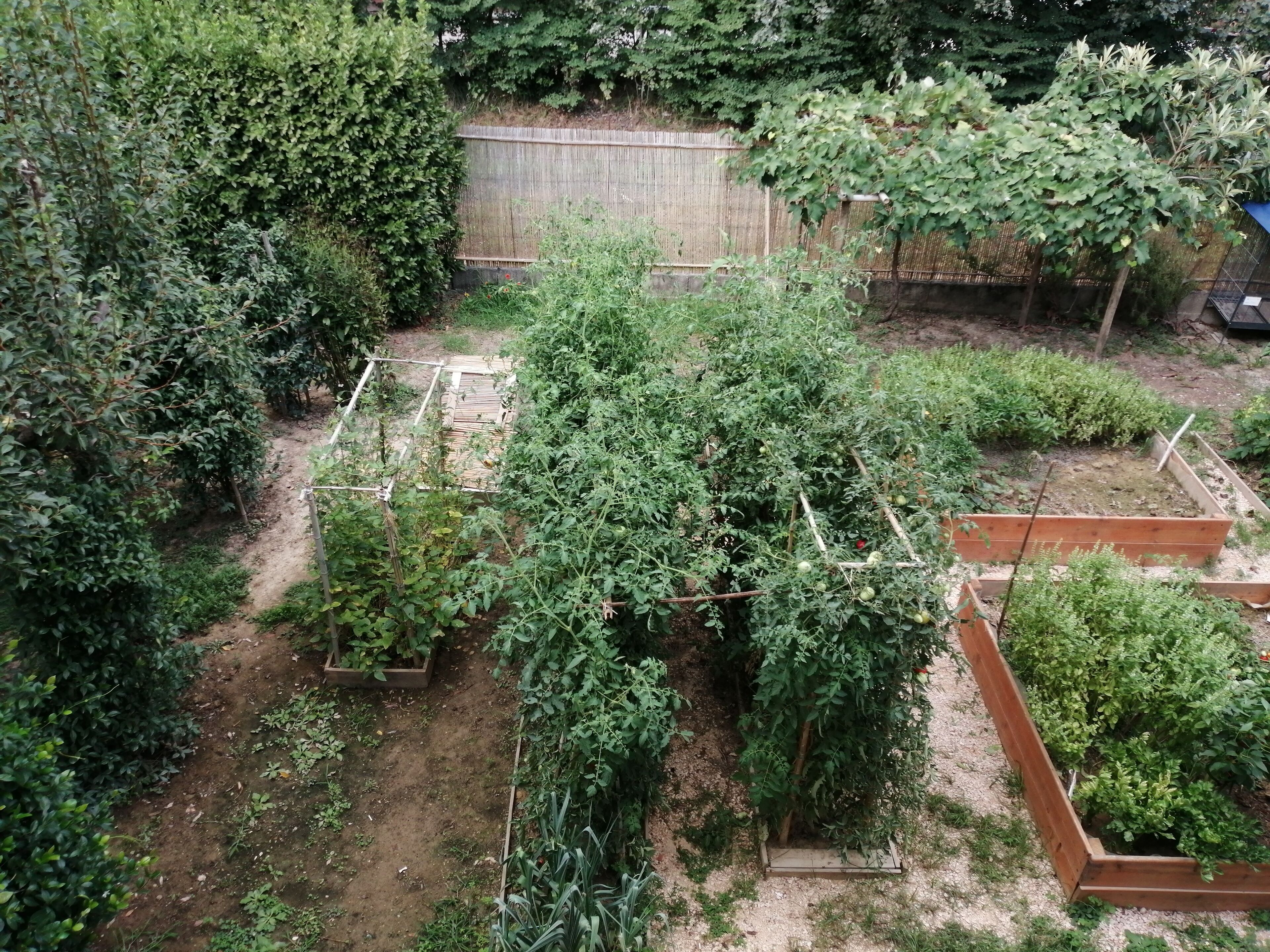A garden with raised beds and a wooden fence.
