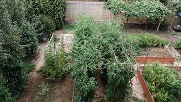 A garden with raised beds and a wooden fence.