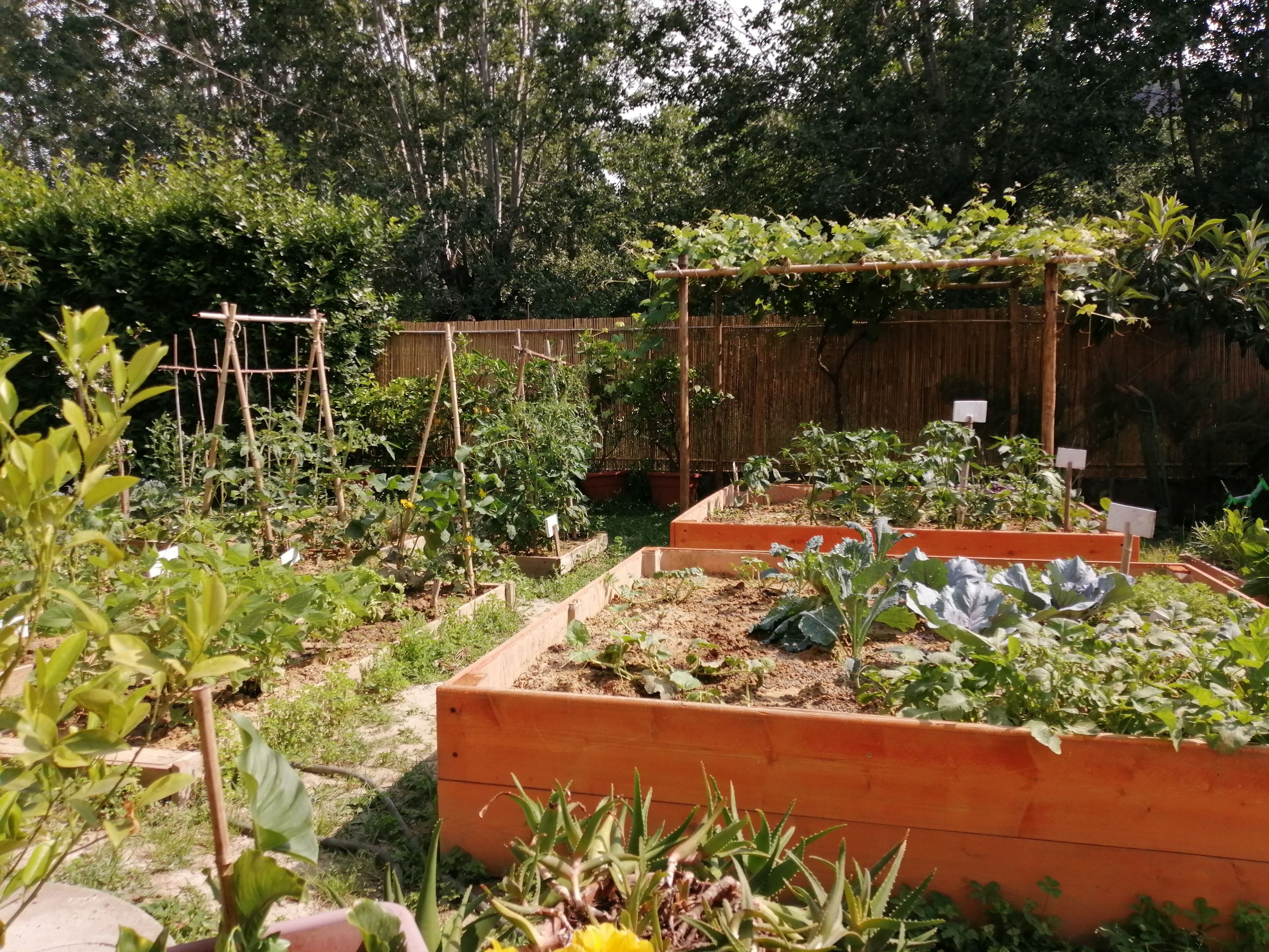 Un jardín de vegetales con bancales elevados y enrejados, rodeado por una valla de madera y árboles.