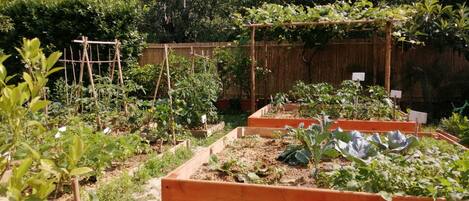 Un jardín de vegetales con bancales elevados y enrejados, rodeado por una valla de madera y árboles.