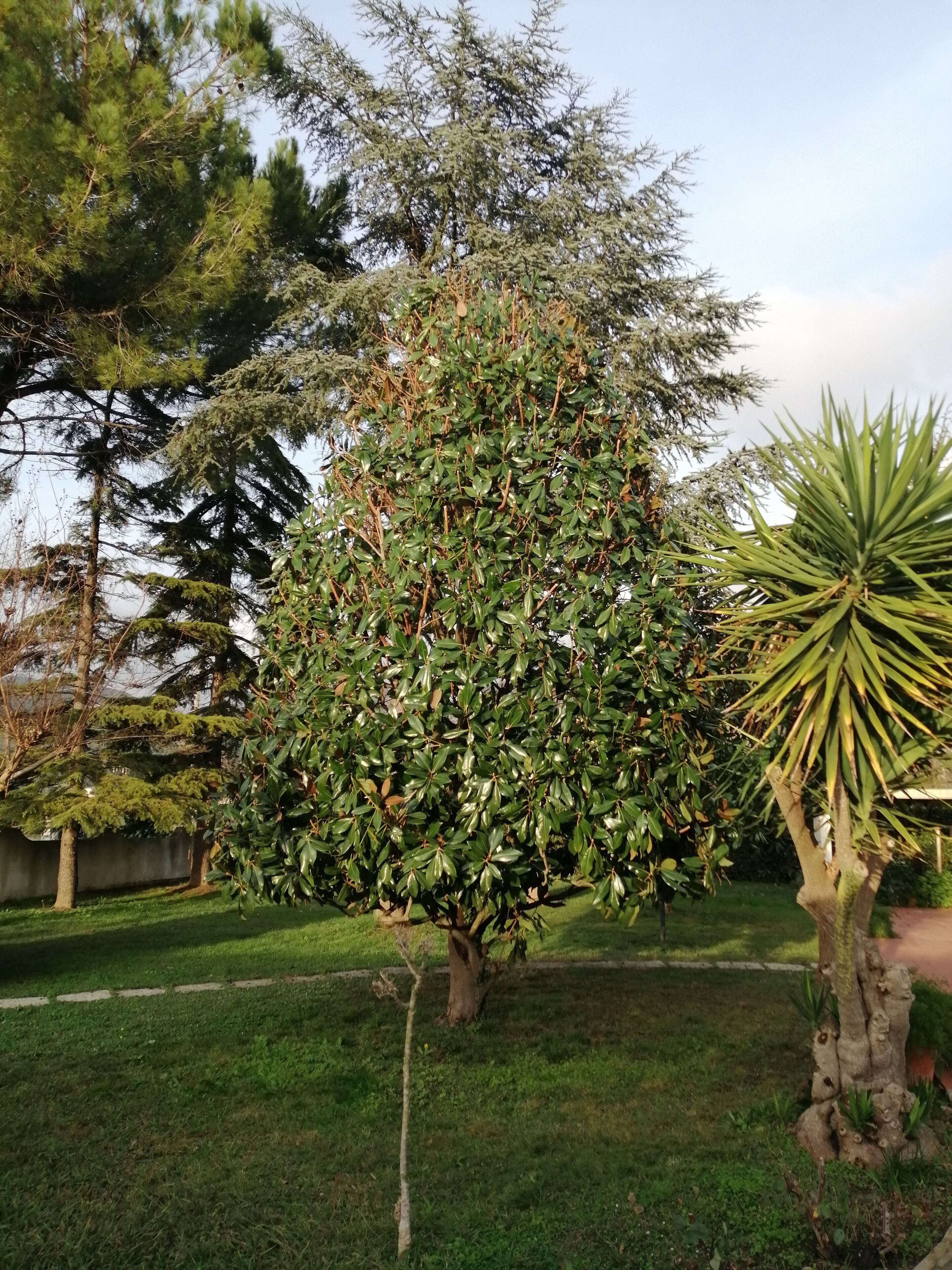 A well-maintained garden with a variety of trees, including a large leafy tree and a palm-like plant.