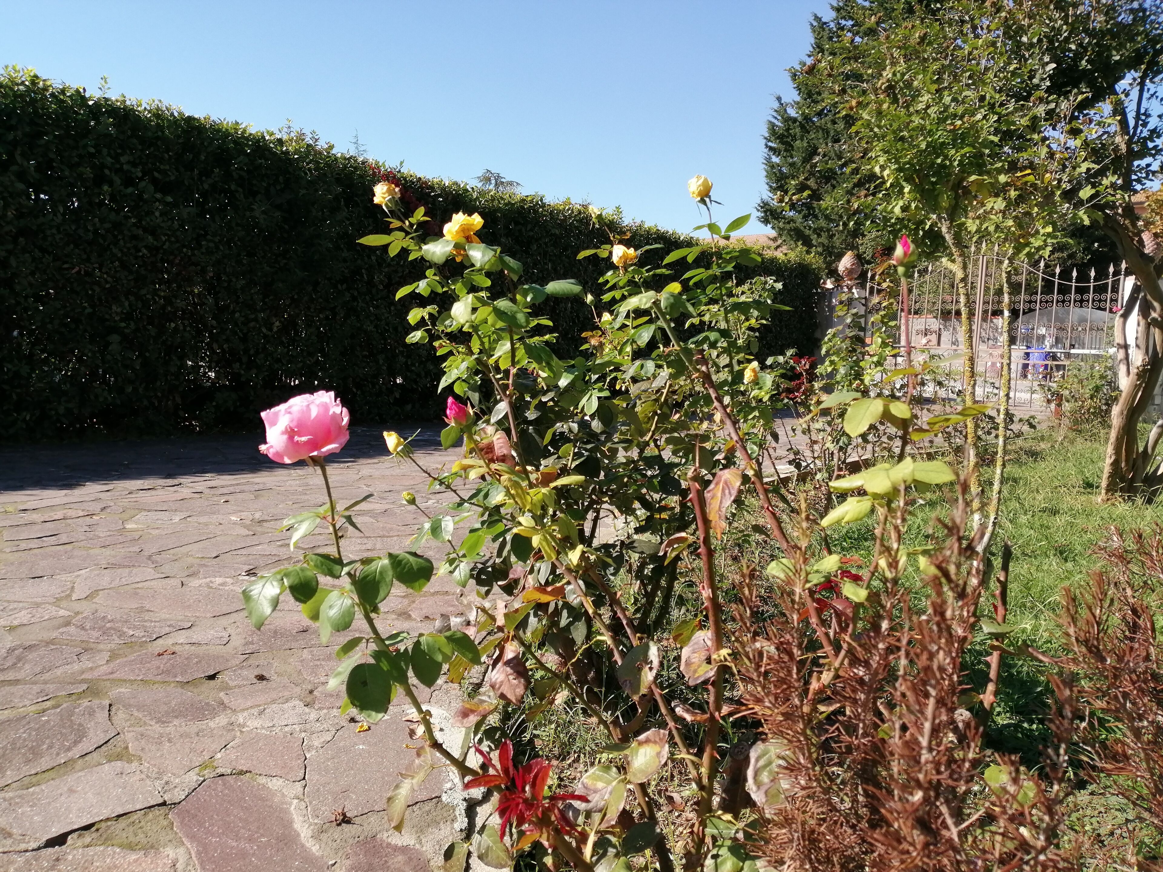 A garden with a paved walkway, a hedge, and a variety of plants including roses.