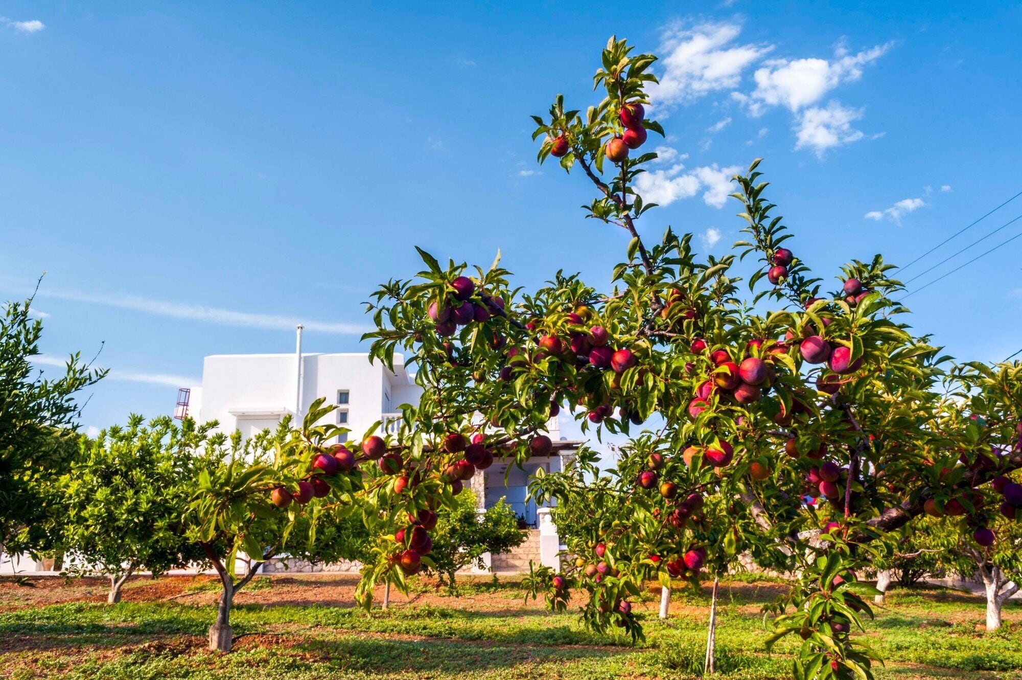 Ein Obstgarten mit Bäumen, die rote Früchte tragen, ein weißes Gebäude im Hintergrund und ein klarer, blauer Himmel.