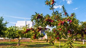 Un frutteto con alberi carichi di frutti rossi, un edificio bianco sullo sfondo e un cielo blu terso.