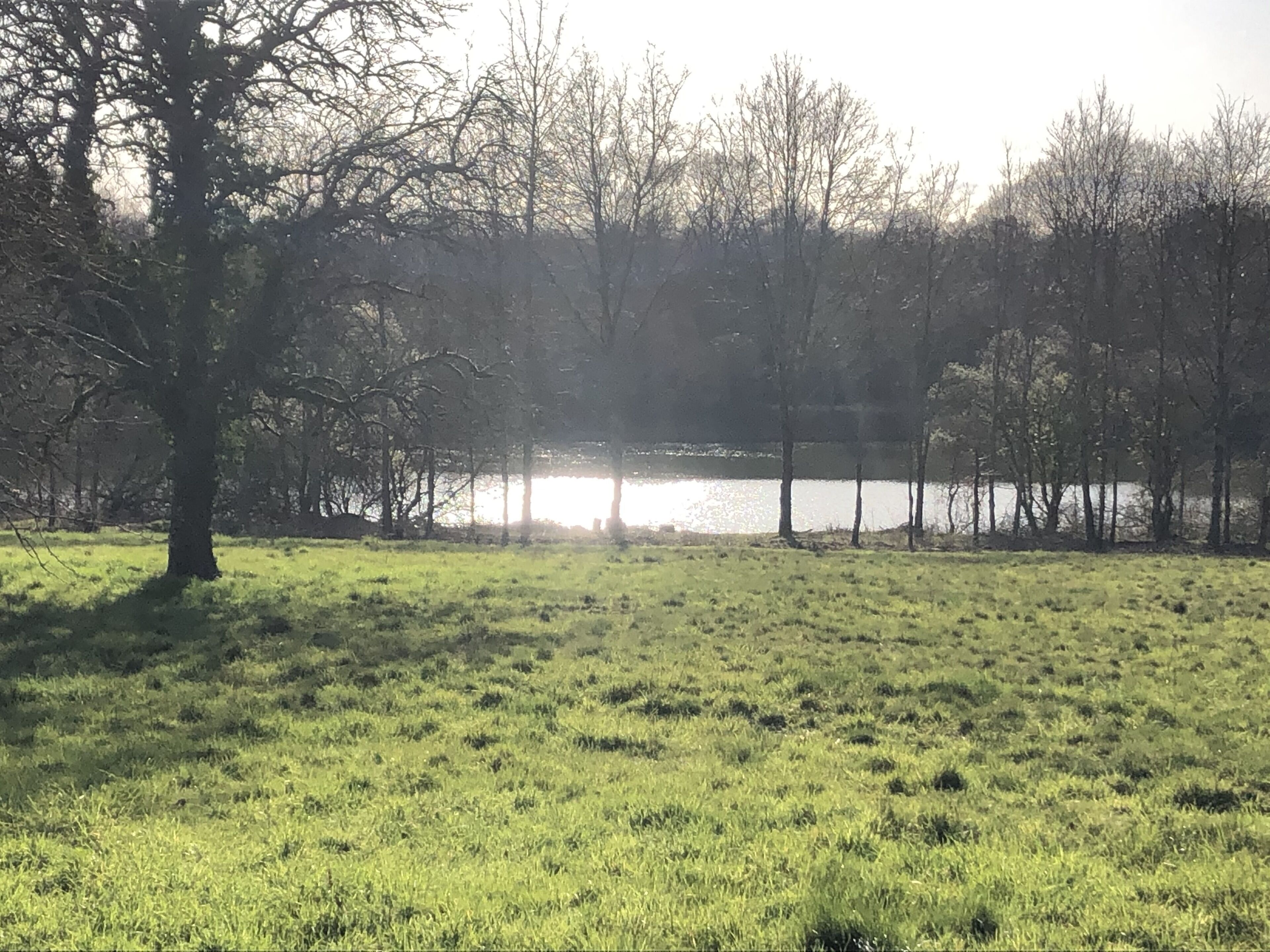 Un champ herbeux avec un arbre et une étendue d’eau en arrière-plan.
