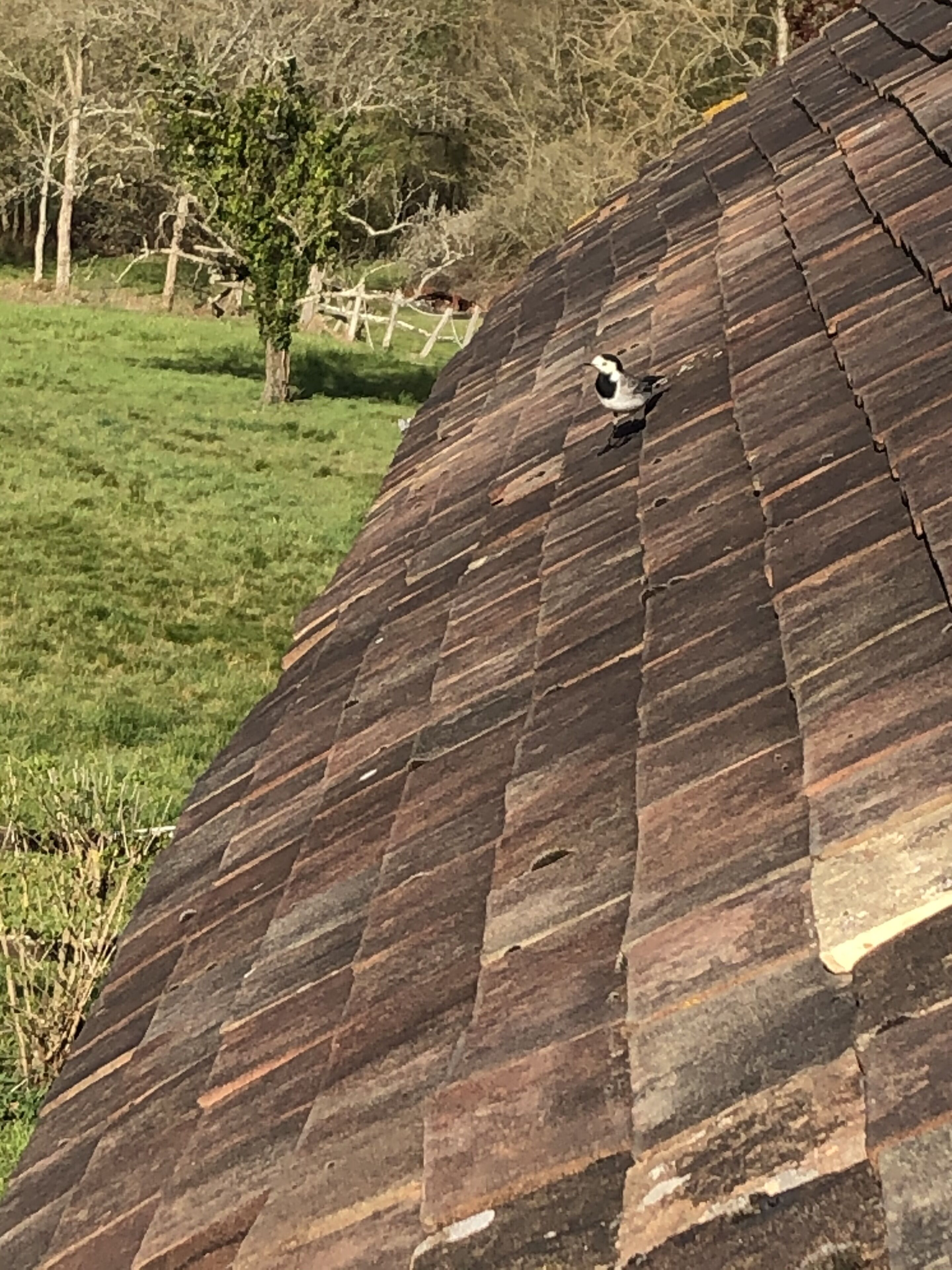 Un pájaro sobre un tejado de baldosas.