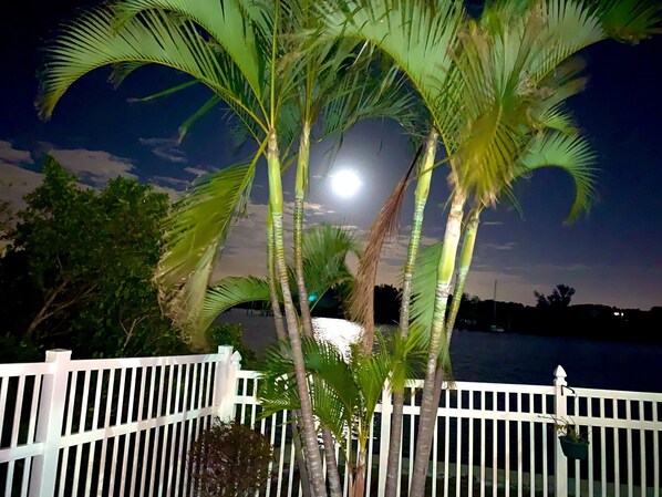 A night scene with a white fence, palm trees, and a body of water under a full moon.