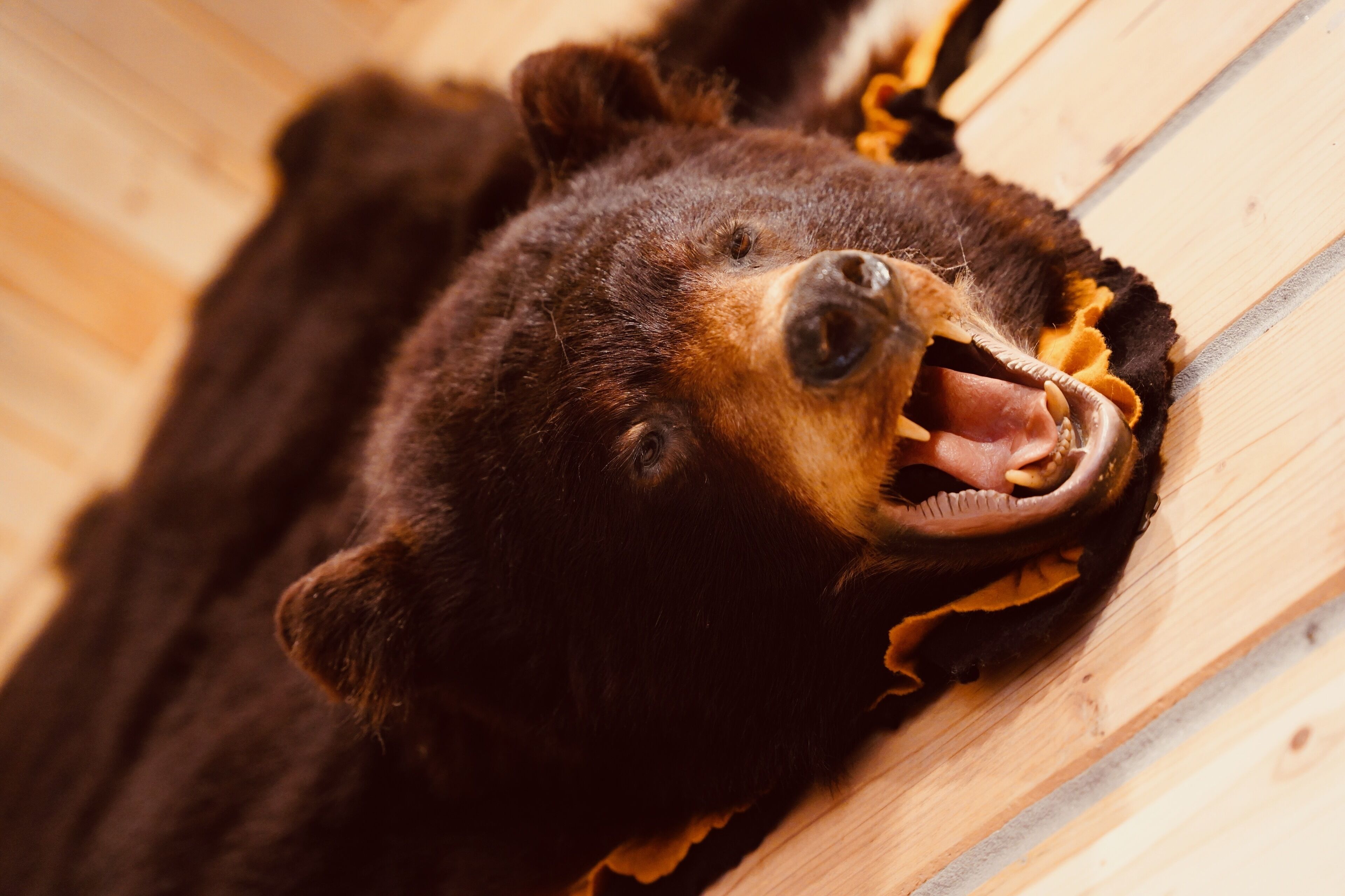 A bear lying on a wooden surface.