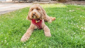 Um cão deitado na relva com uma coleira vermelha, rodeado por vegetação e um espaço de terraço.