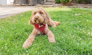 A dog lying on grass with a red harness, surrounded by greenery and a patio area.