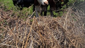 A field with cows and a clear sky. - Oak Apple - Converted Barn In An Attractive Courtyard On Our Family Stockfarm (Plaitford, Romsey)