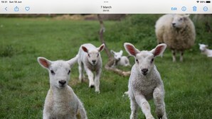 A group of lambs in a grassy field. - Oak Apple - Converted Barn In An Attractive Courtyard On Our Family Stockfarm (Plaitford, Romsey)