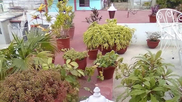 庭園