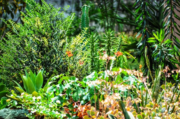 Un jardin luxuriant, où poussent différentes plantes et divers types de cactus, notamment un grand cactus imposant et un feuillage dense.