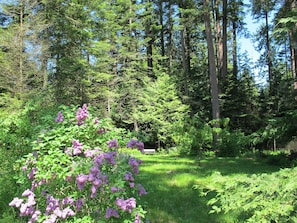Property grounds - Oceanfront Luxury Guest Suite and Sauna in a Rustic Natural setting (Denman Island)