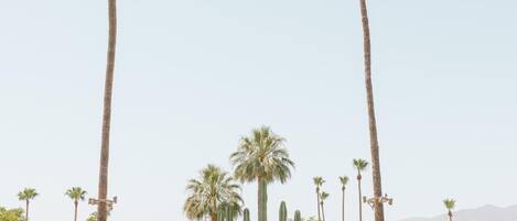A building with a green sign, palm trees, and cacti in front.