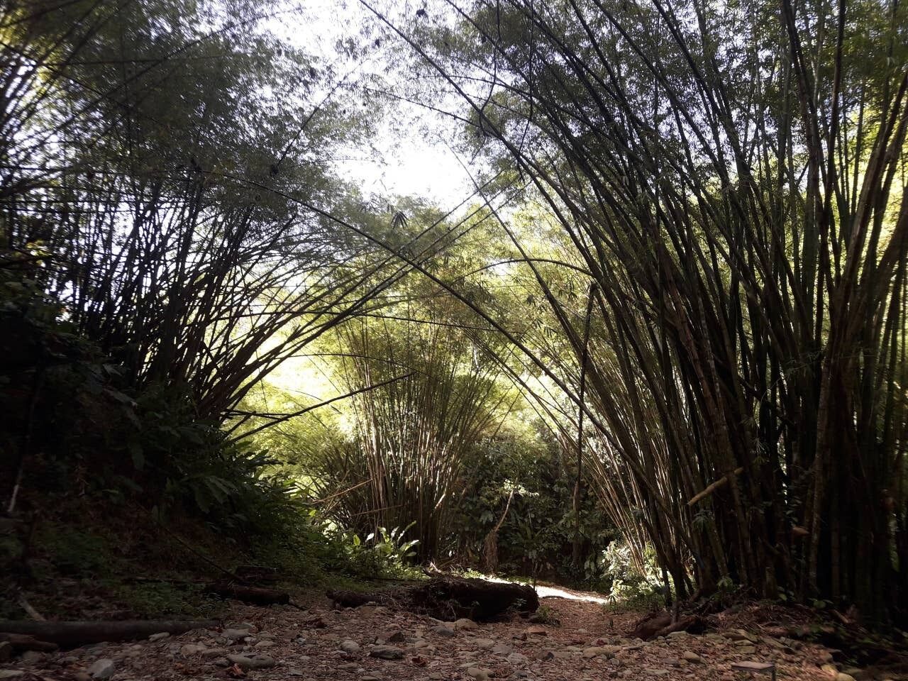 A forested area with bamboo and dense foliage.