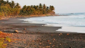 Una playa con arena, palmeras y el océano.