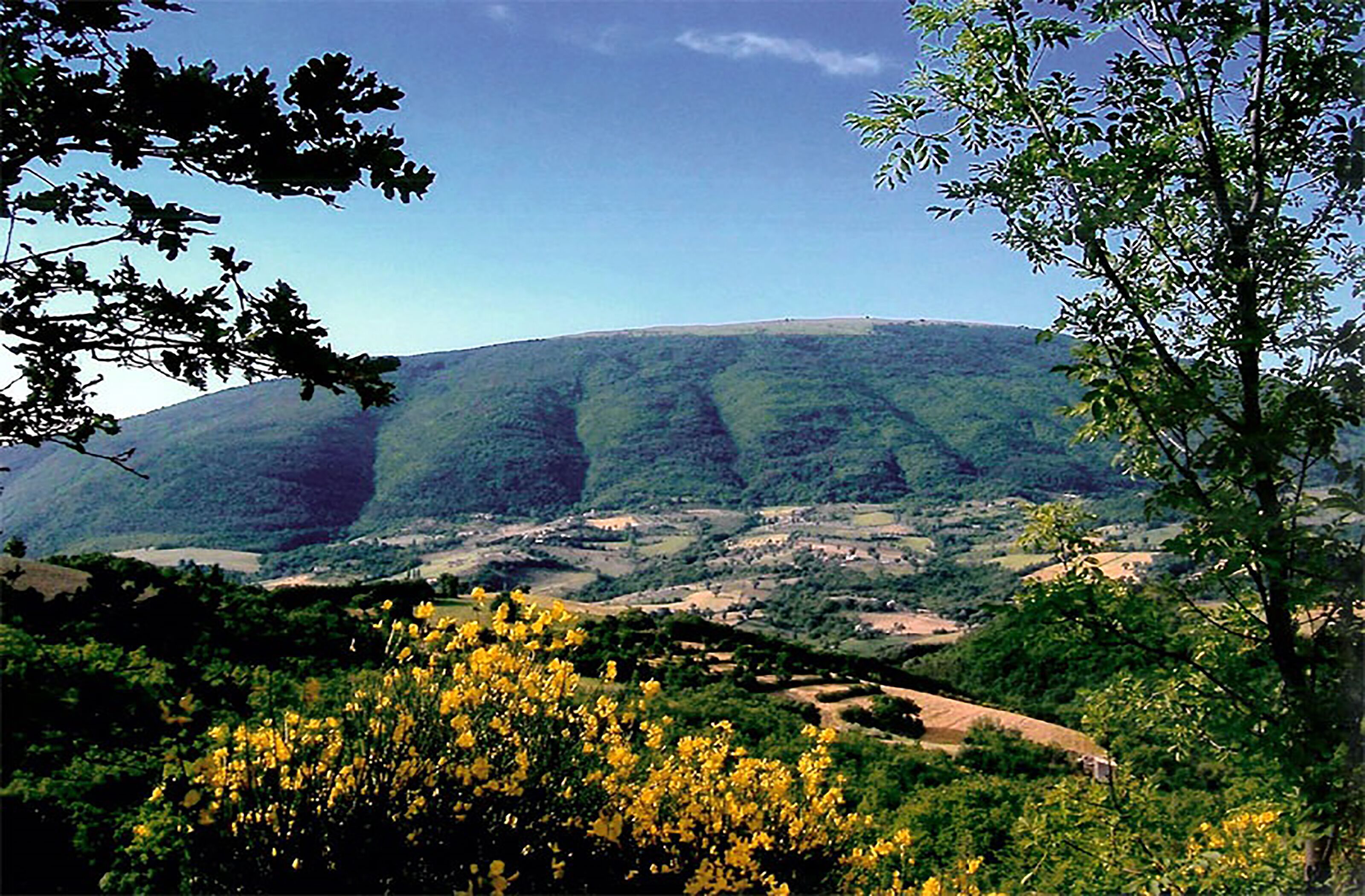 A valley with a hill in the background, surrounded by greenery and yellow flowers in the foreground.