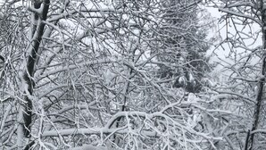 A potted plant on a balcony railing with snow-covered branches in the background. - New holiday apartment / fitter apartment Matthies (Kürten)