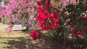 Een tuin met bloeiende bougainvillea, een gazon en een gebouw op de achtergrond.