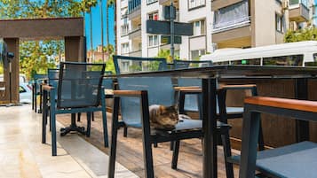 Terrasse mit Stühlen und Tischen, eine Katze und ein Gebäude im Hintergrund.