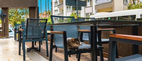 Mobiliario exterior con sillas y mesas, un gato y un edificio al fondo.
