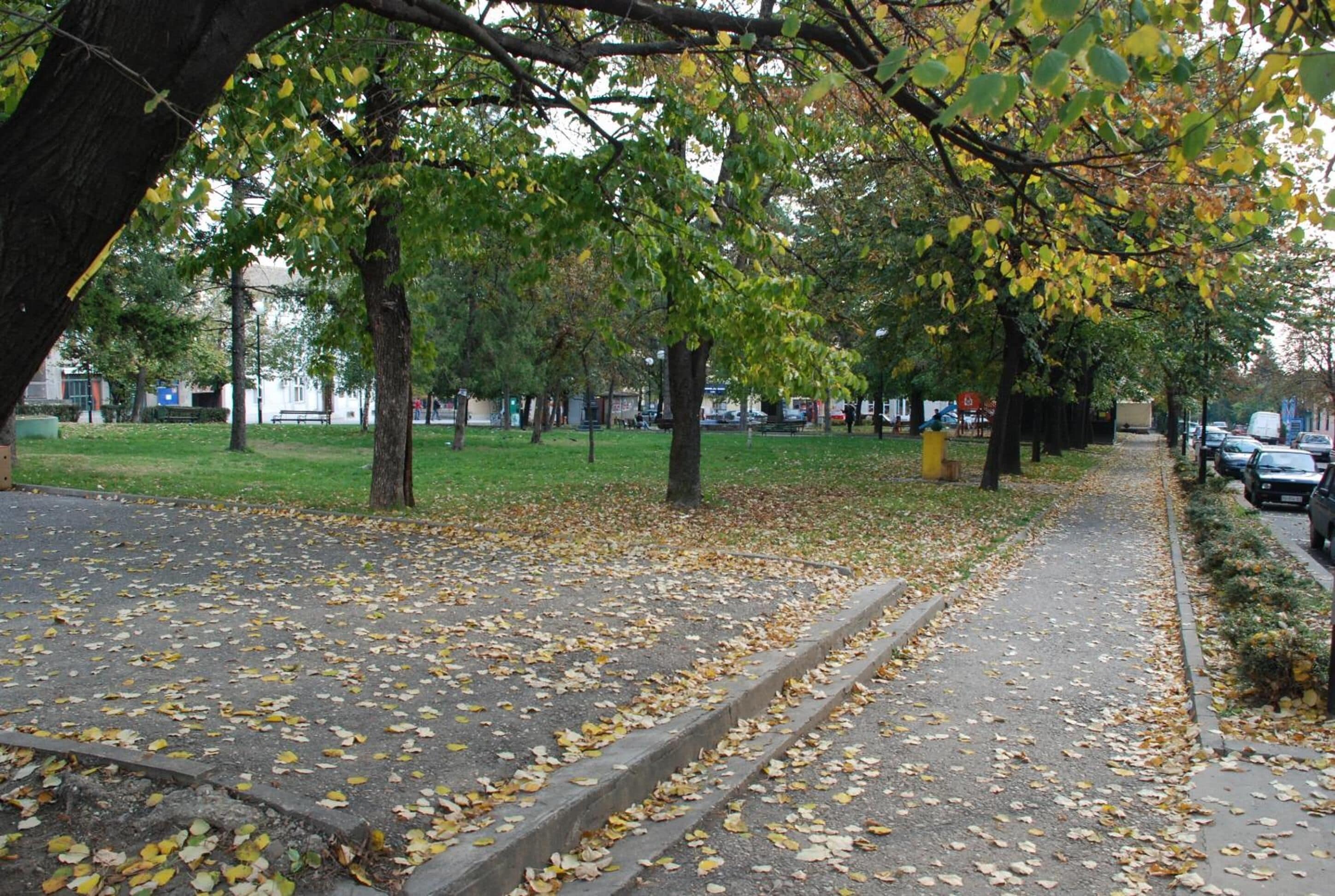 Un sendero en un parque rodeado de árboles y hojas caídas.