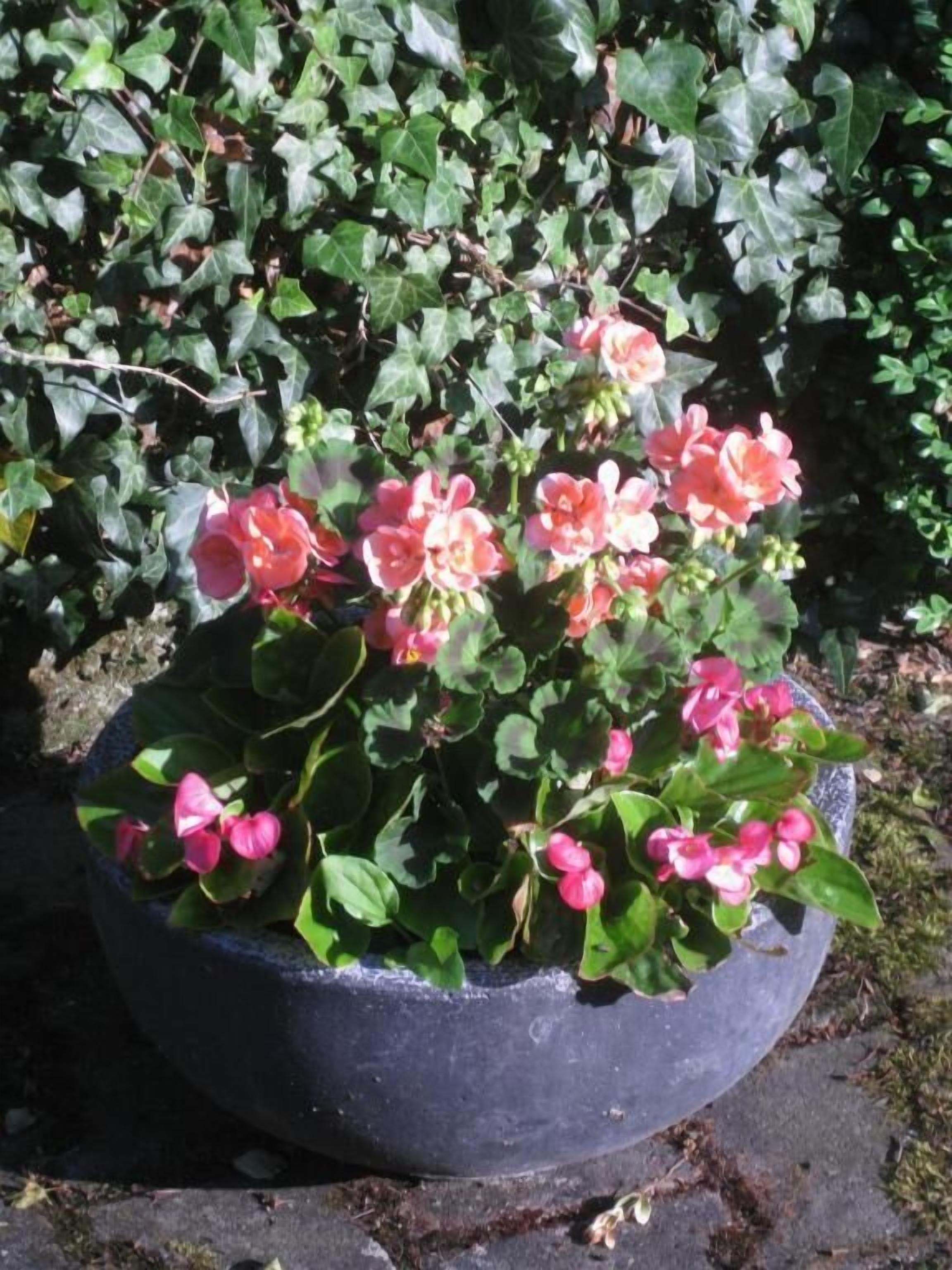 A potted plant with pink flowers and green leaves.