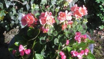 Ein Blumentopf mit rosa Blüten und grünen Blättern.