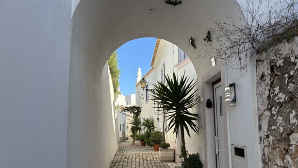 A narrow cobblestone alleyway with white buildings, a stone wall, and a large spiky plant.
