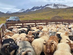 A mountainous landscape with a herd of sheep in a pen, a vehicle, and a person in the background. - Engimýri Lodge (Bakki)