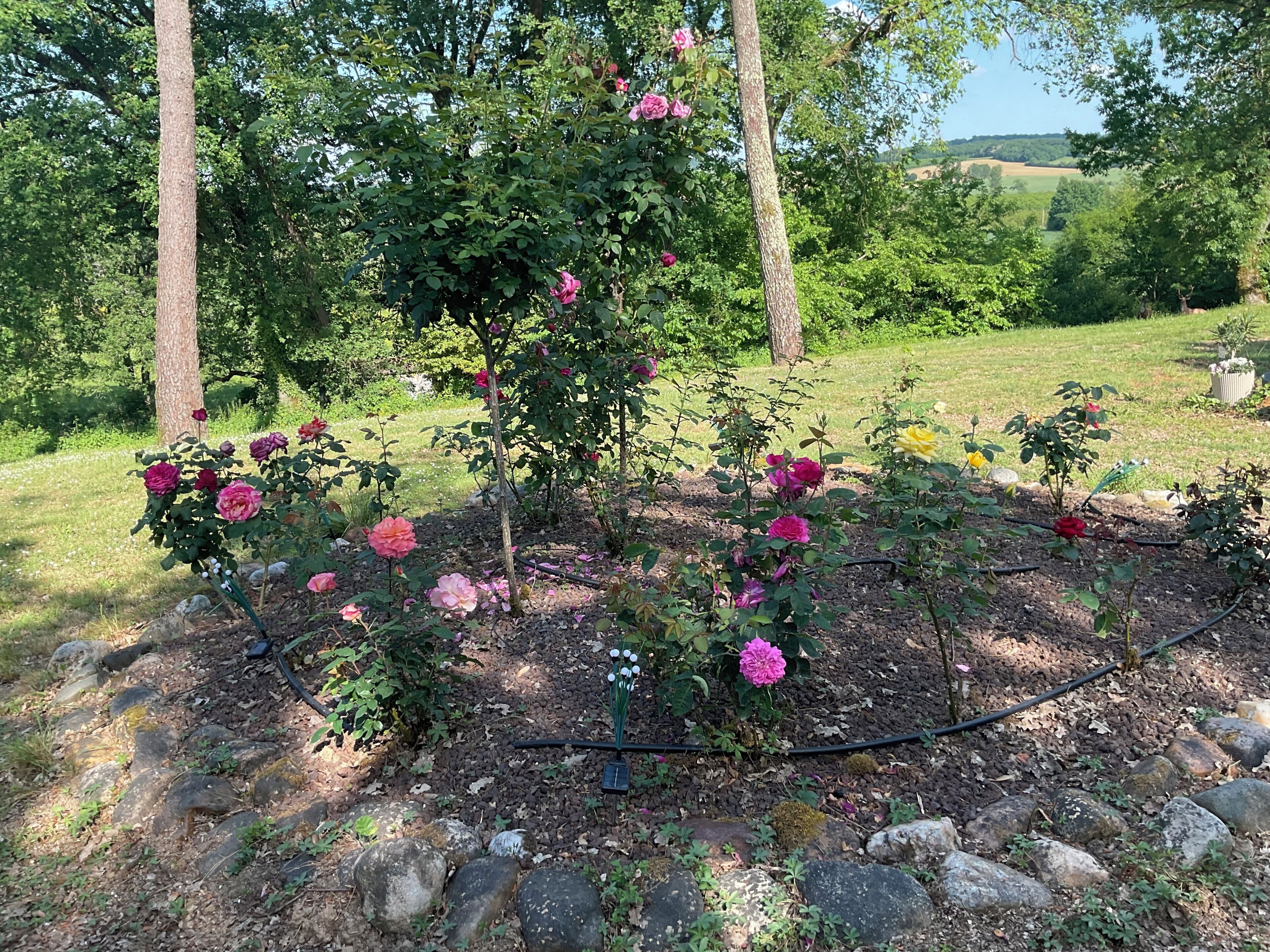 A garden with rose bushes and a stone pathway.