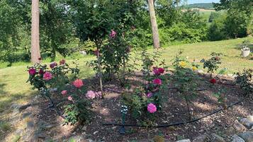 A garden with rose bushes and a stone pathway.