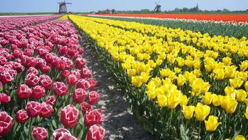 Un campo de tulipanes en filas con un molino de viento al fondo.
