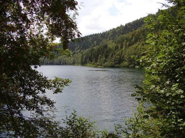 Un lago rodeado de un bosque denso y colinas.
