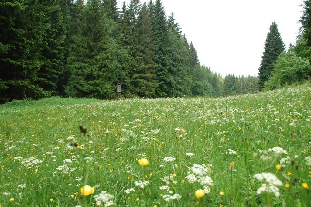 A meadow with wildflowers and dense forest in the background.
