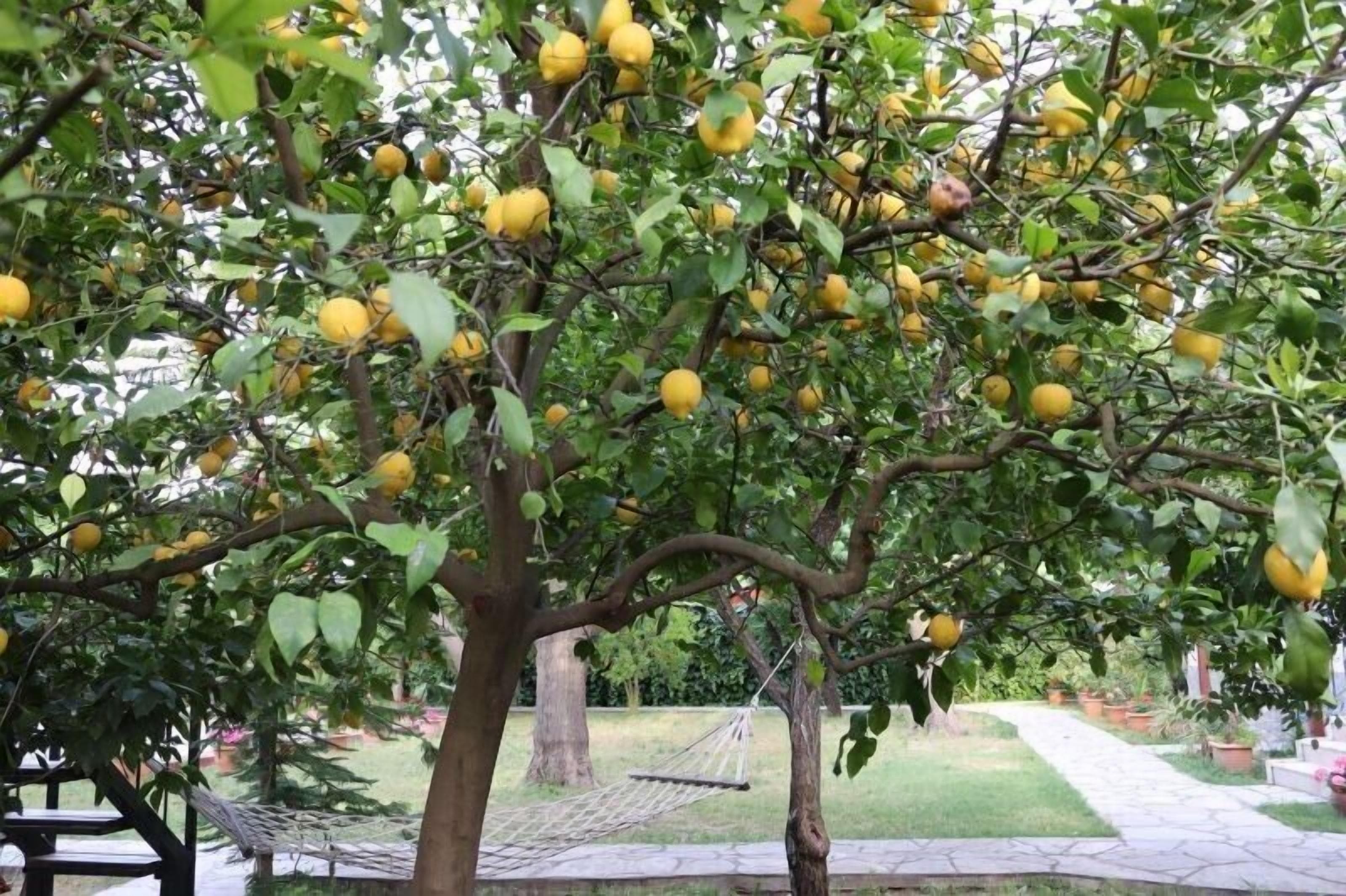 Jardín