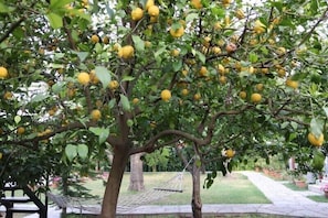 Jardín