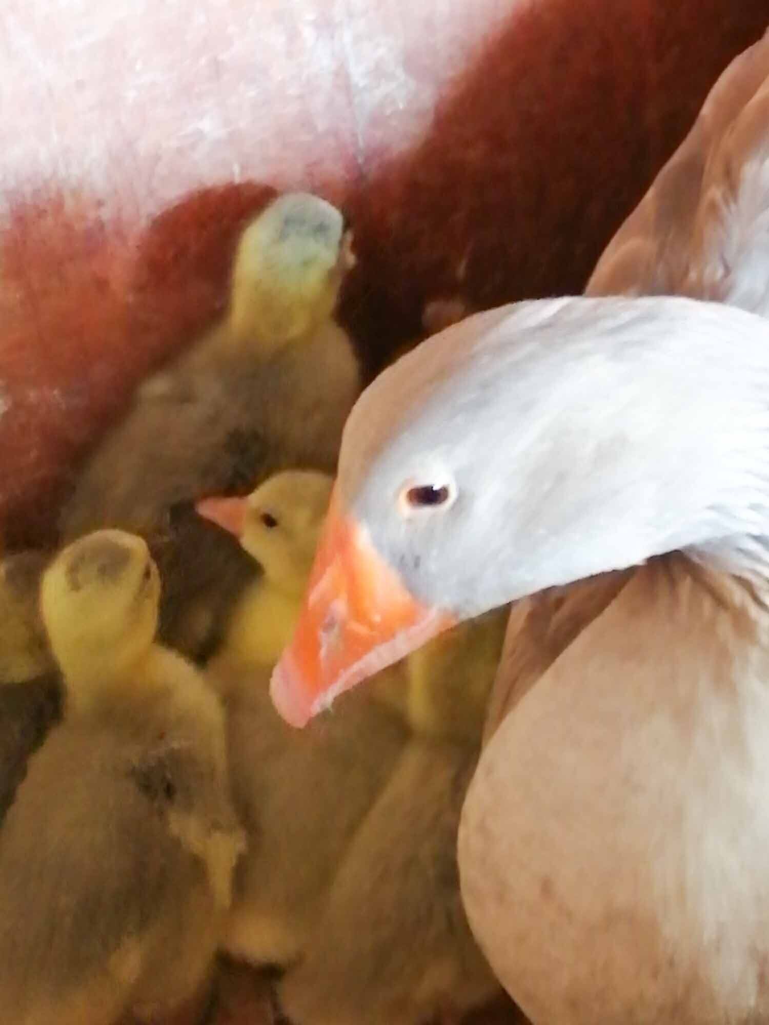 Un pato de cuerpo marrón claro y pico naranja, rodeado de patitos.