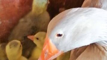 Un pato de cuerpo marrón claro y pico naranja, rodeado de patitos.