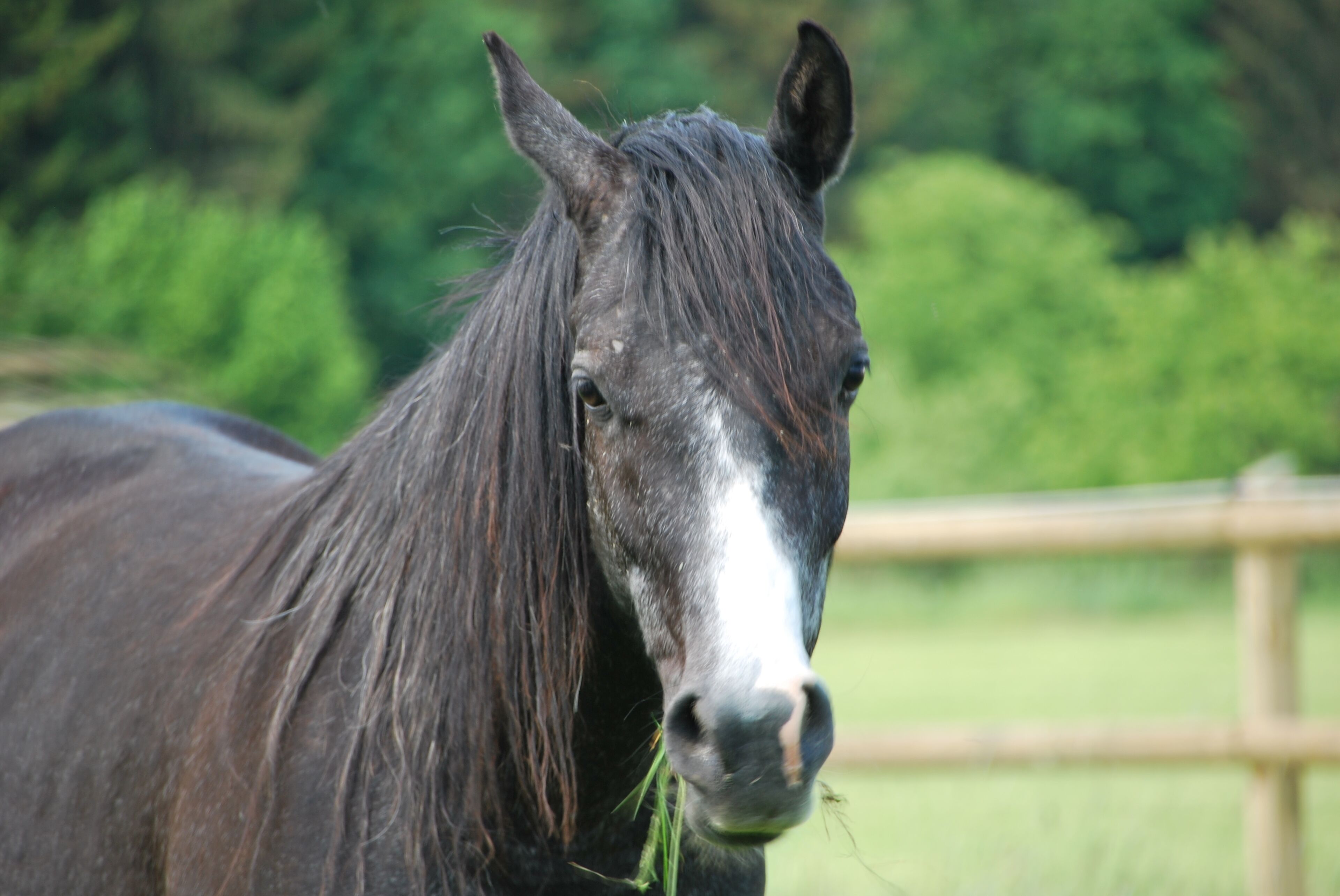 A close-up of a horse with a white face and dark mane, standing in a fenced area with greenery in the background.