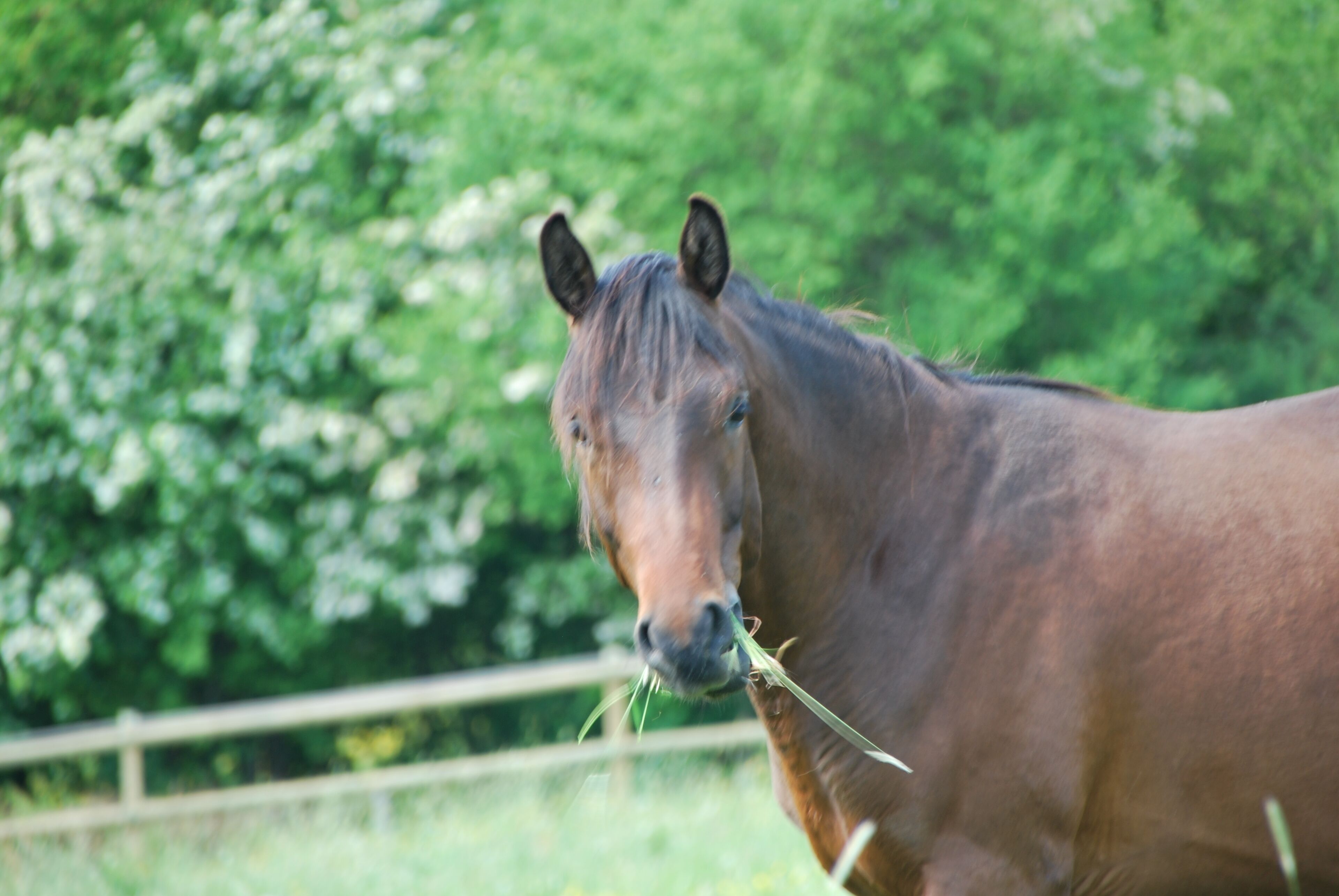 A horse grazing in a grassy field with a wooden fence and lush green trees in the background.